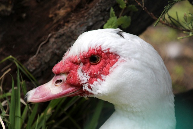 一种优势 一种优势